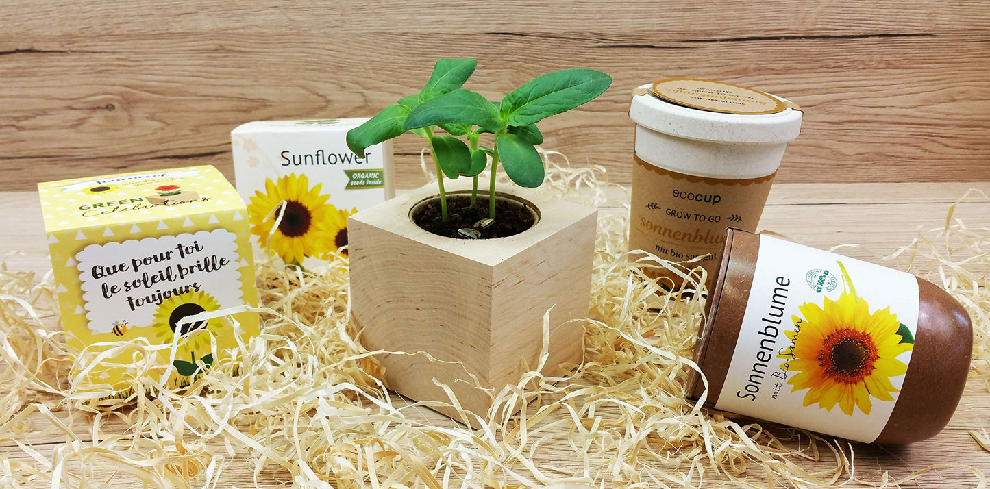 Celebrations Ecocube «Für Dich Soll Immer Die Sonne scheinen»