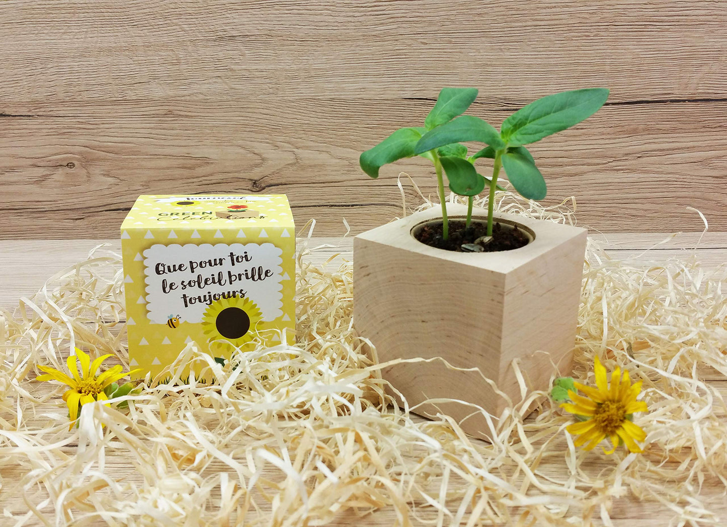 Celebrations Ecocube «Für Dich Soll Immer Die Sonne scheinen»