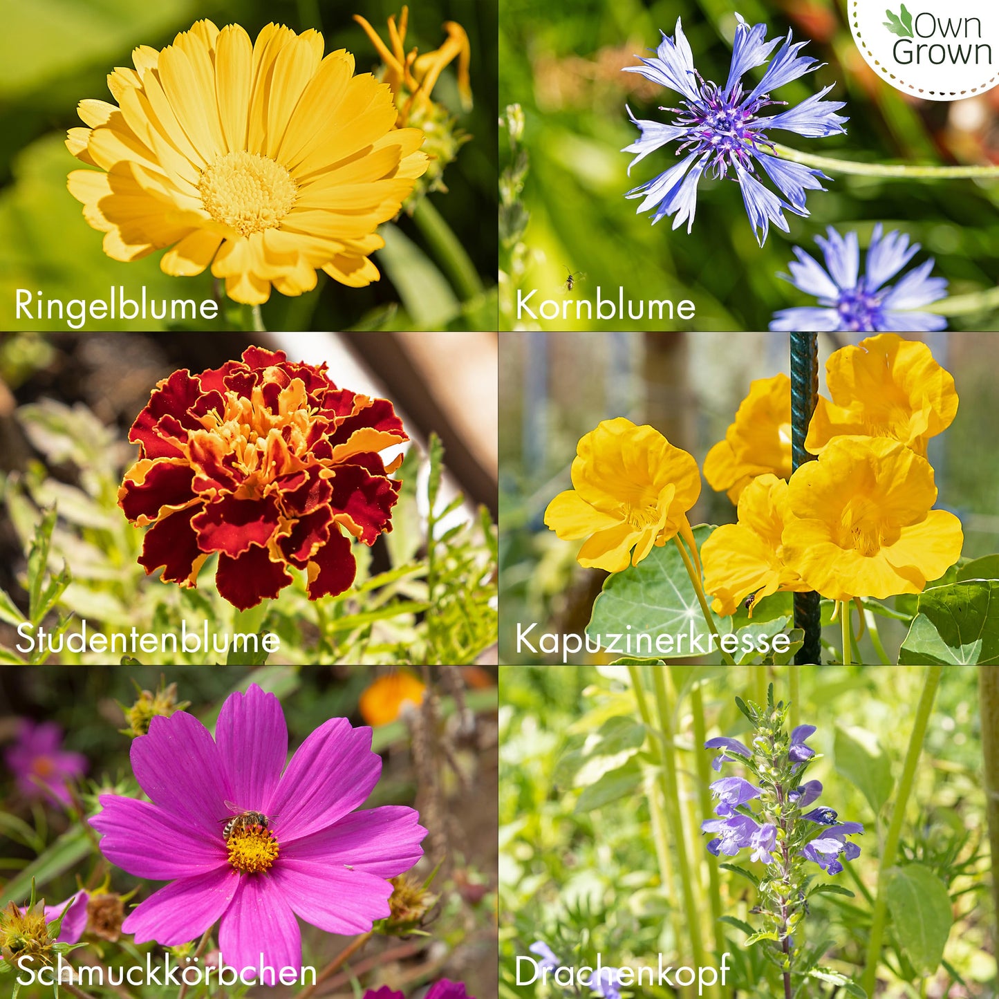 Essbare Blumen Samen Set: Delikatess Blüten Blumensamen