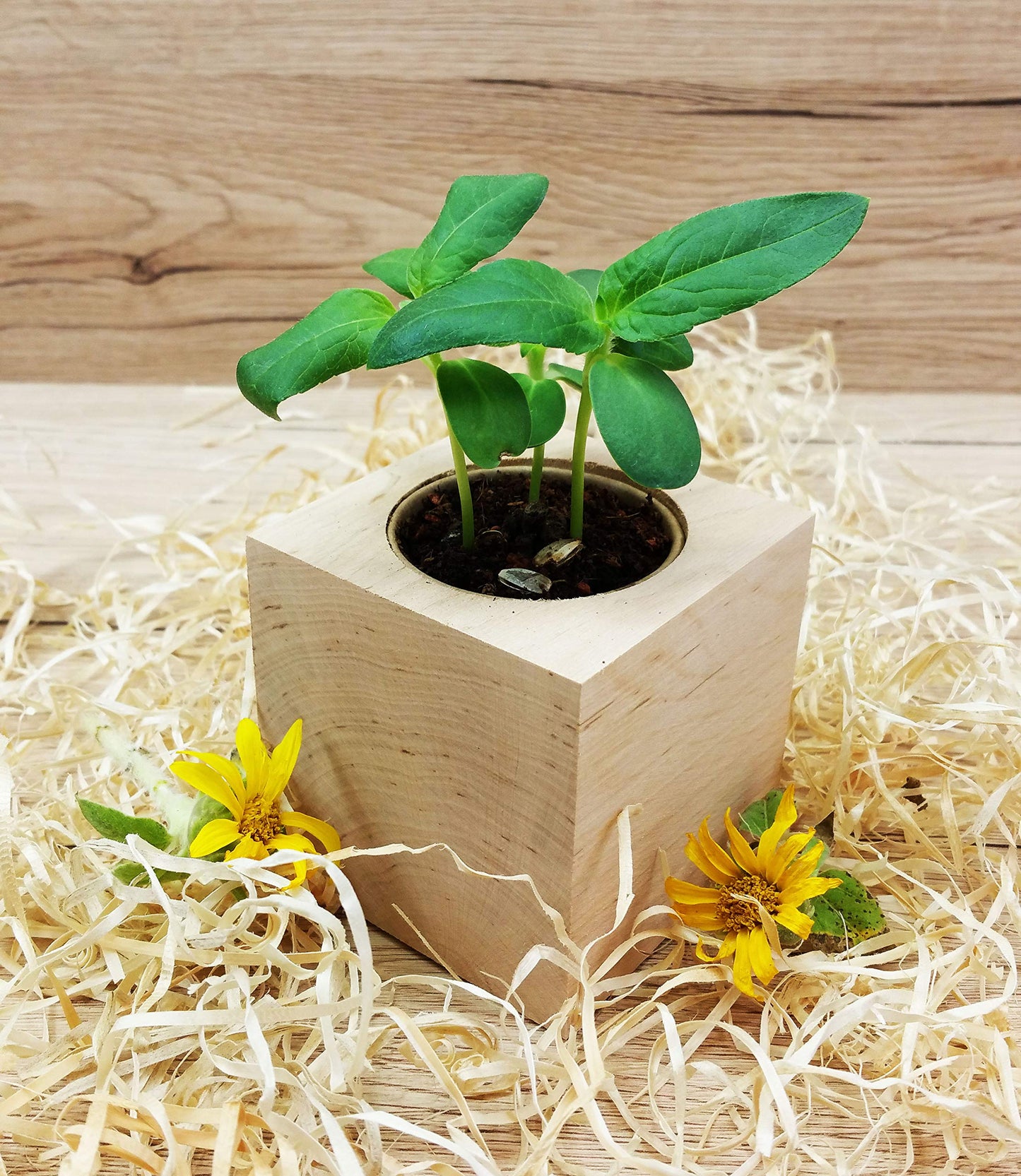 Celebrations Ecocube «Für Dich Soll Immer Die Sonne scheinen»